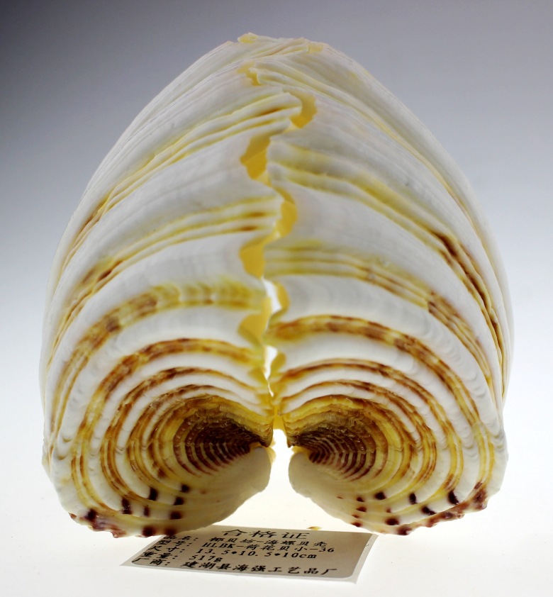 厂家直批 纯天然海螺贝壳批发 贝壳工艺品批发 荷花贝 摆件