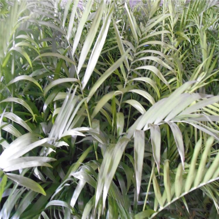 江美花场/夏威夷椰子/h1.5m/冠幅0.7-0.8m/400