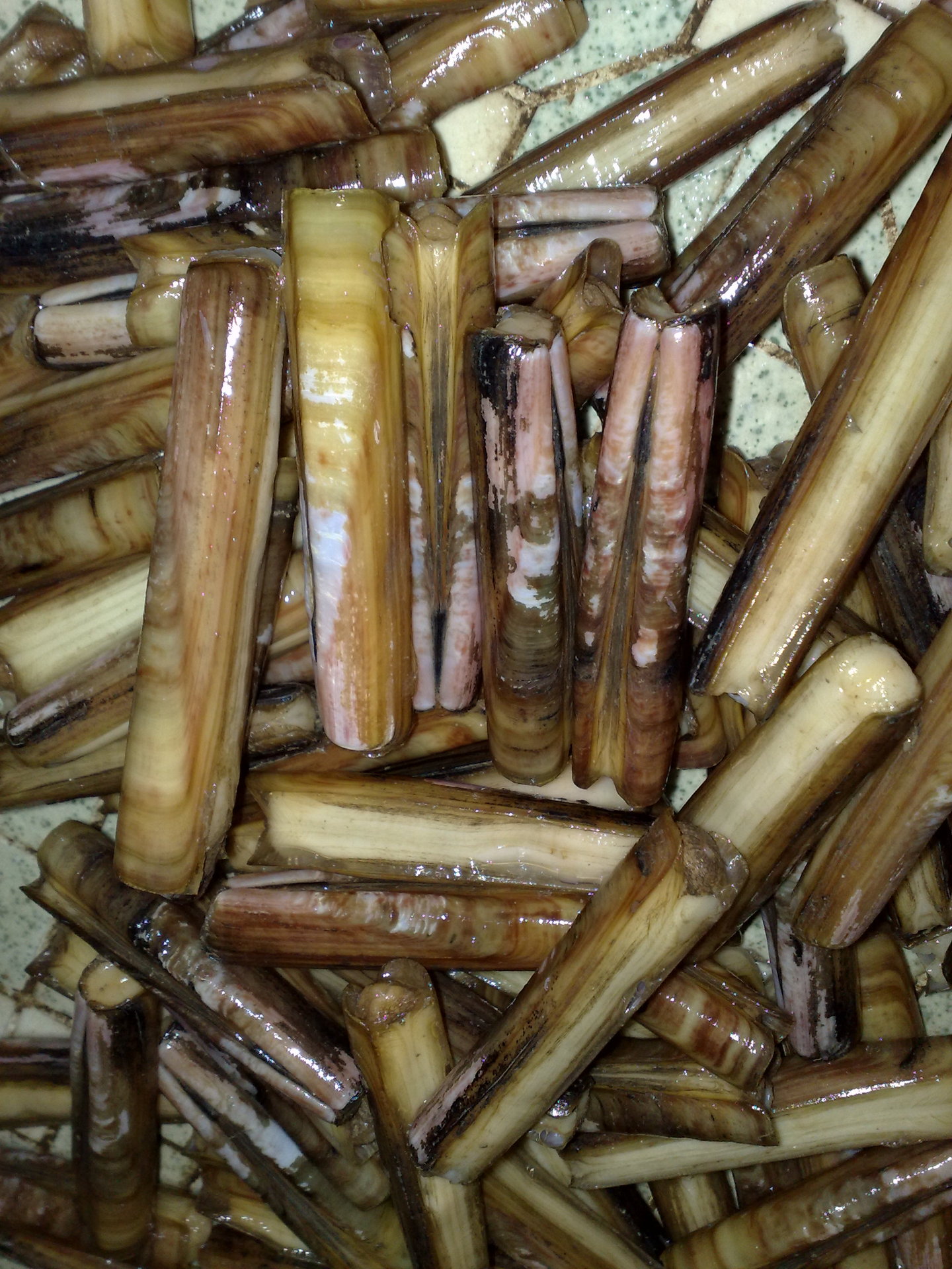 雷州蛏子皇 竹节螺 螺地直供 138 2256-0582