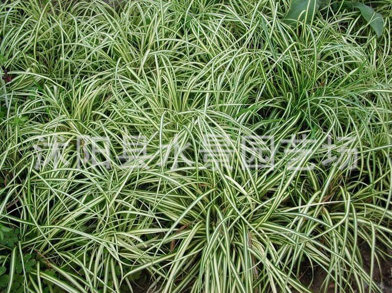 金叶苔草2