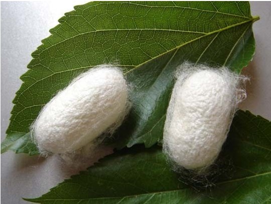 供应去角质去黑头 削口蚕茧 天然蚕丝茧球15只/包