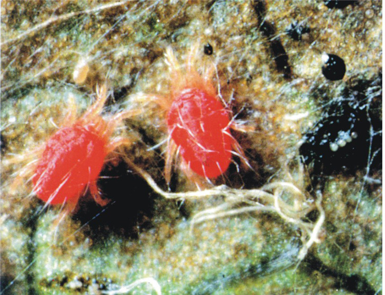 8阿维菌素哒螨灵果树花卉农药杀虫杀螨剂防治红蜘蛛100ml