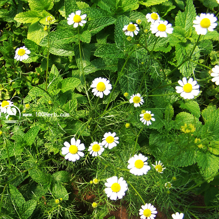 德国洋甘菊种苗批发