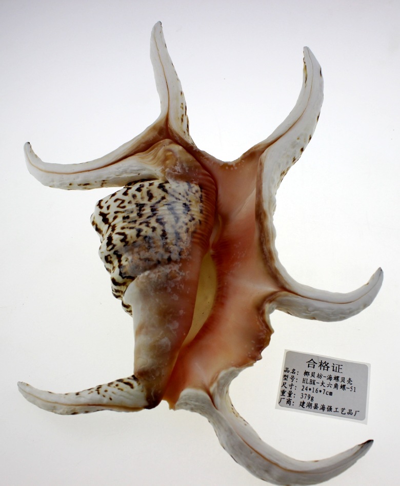 厂家直批 纯天然海螺贝壳批发 收藏螺 大六角螺 水字螺 工艺摆件