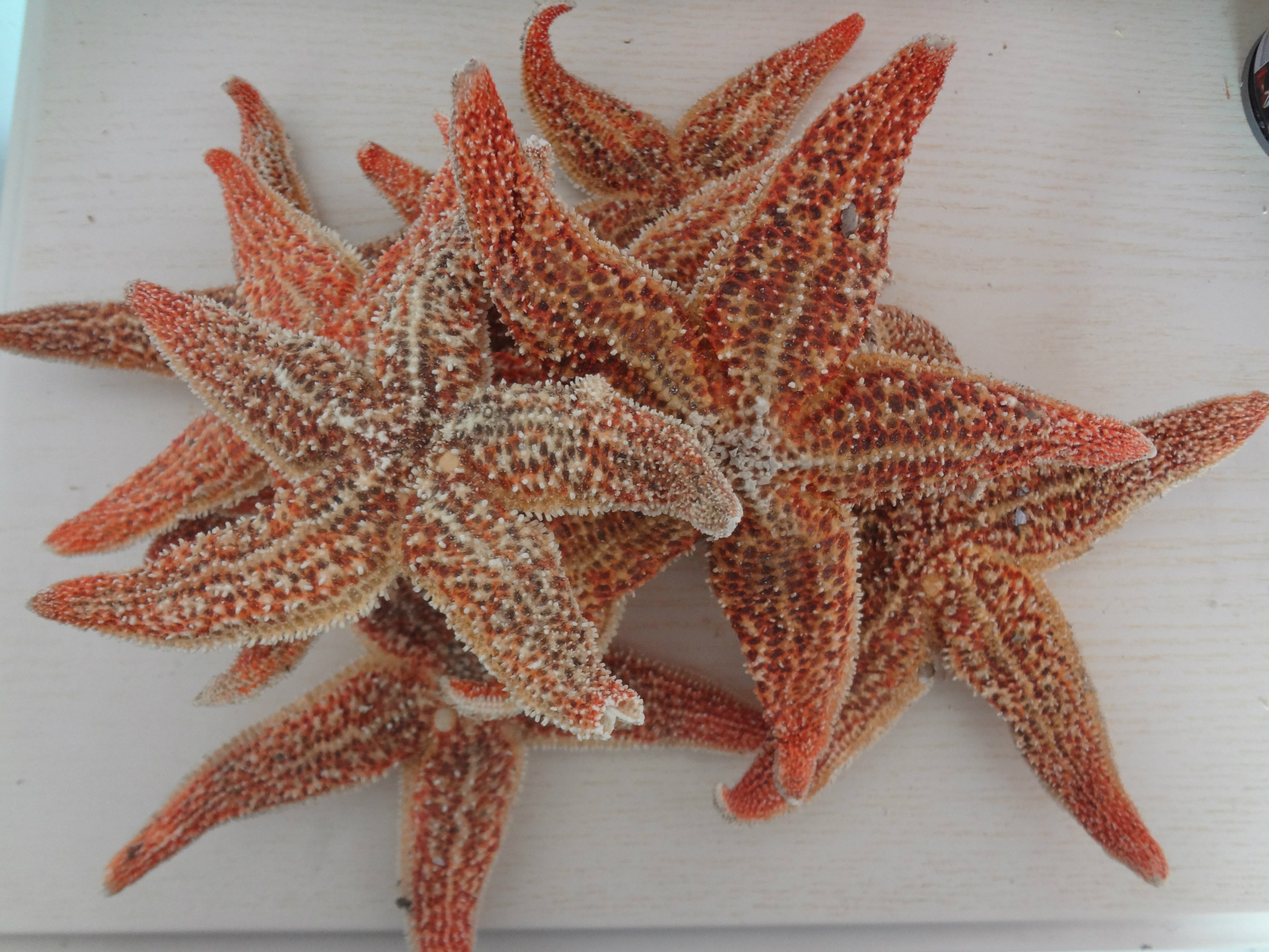 大量供应 海星批发 品种齐全质优价廉 福记