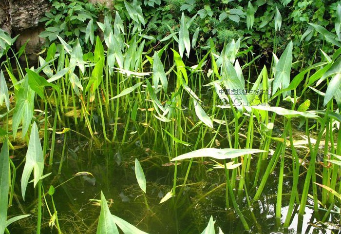 供應水生植物-慈姑(大慈姑) 又名燕尾草 白地慄 酥卵