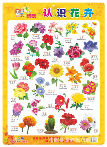 认识花卉