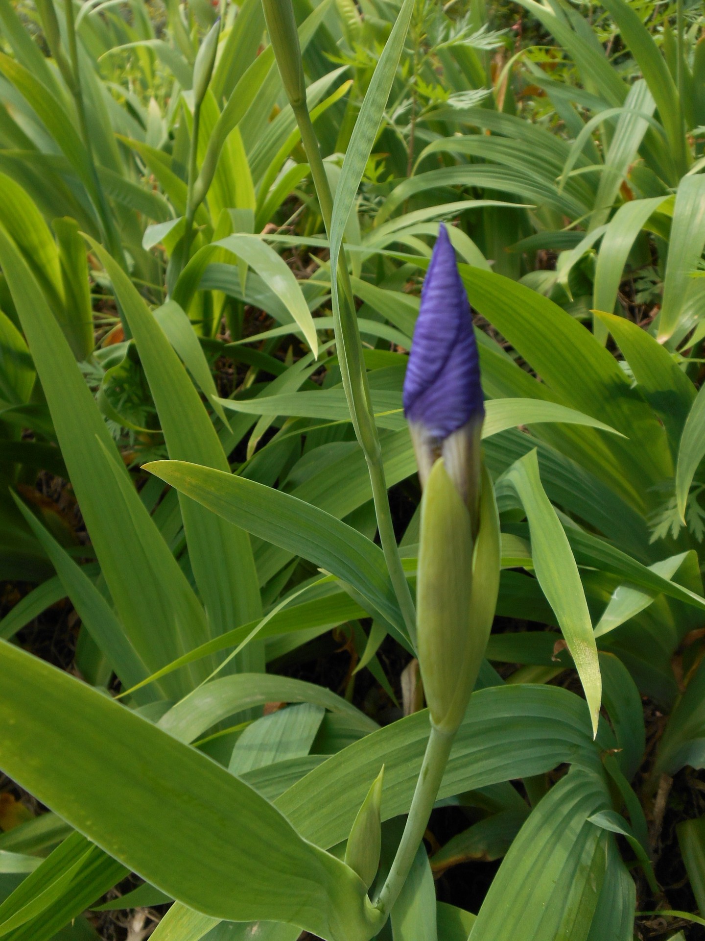 批发鸢尾花 湖南蓝花鸢尾价格 水生植物 量大优惠