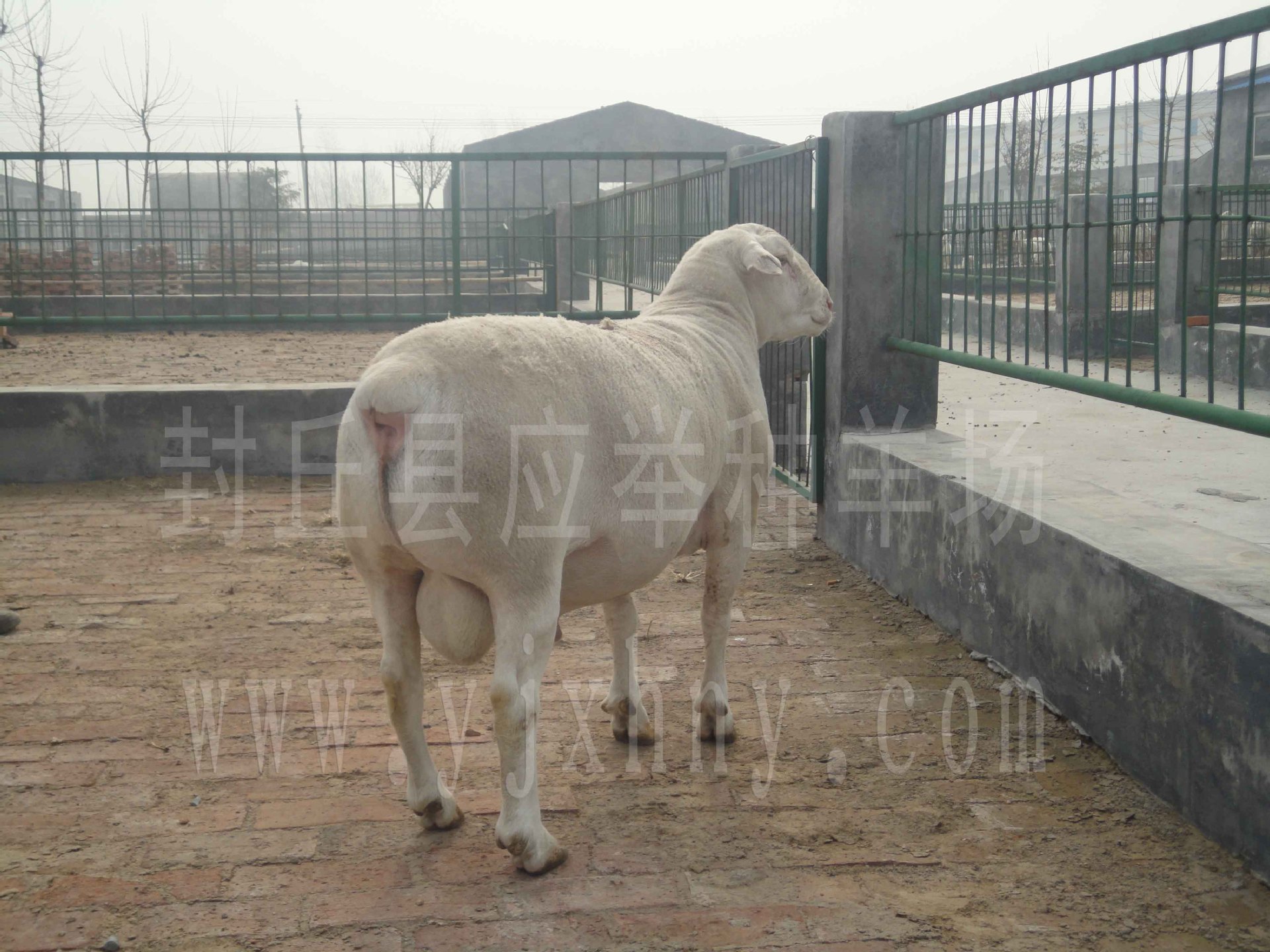德克塞尔羊种羊场图片