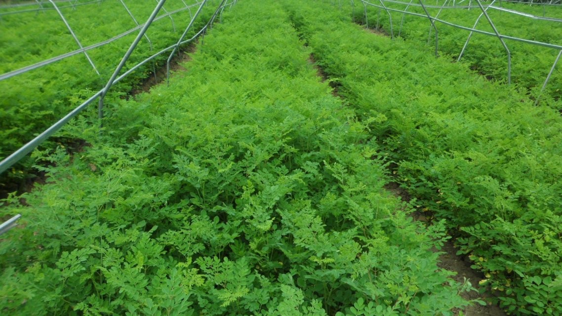 优质印度辣木籽批发周口