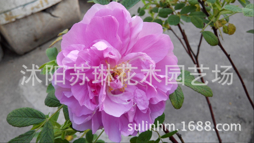 月季花花苗种植方法如下