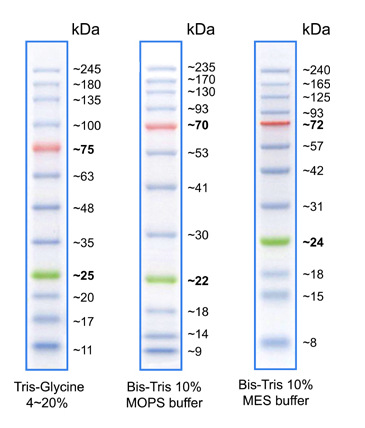 彩虹245广谱蛋白marker (11-245kd)