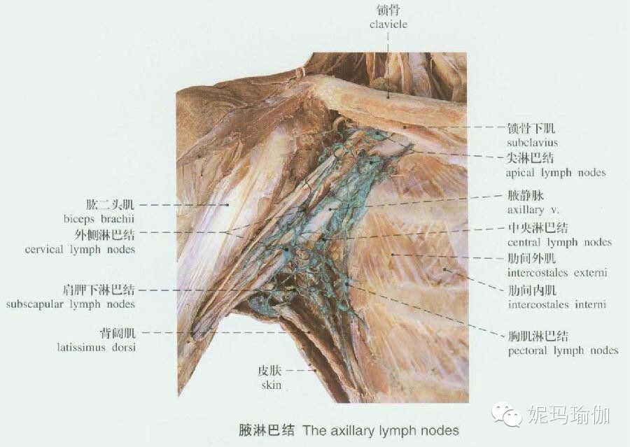 上臂胳膊内侧淋巴结节图片