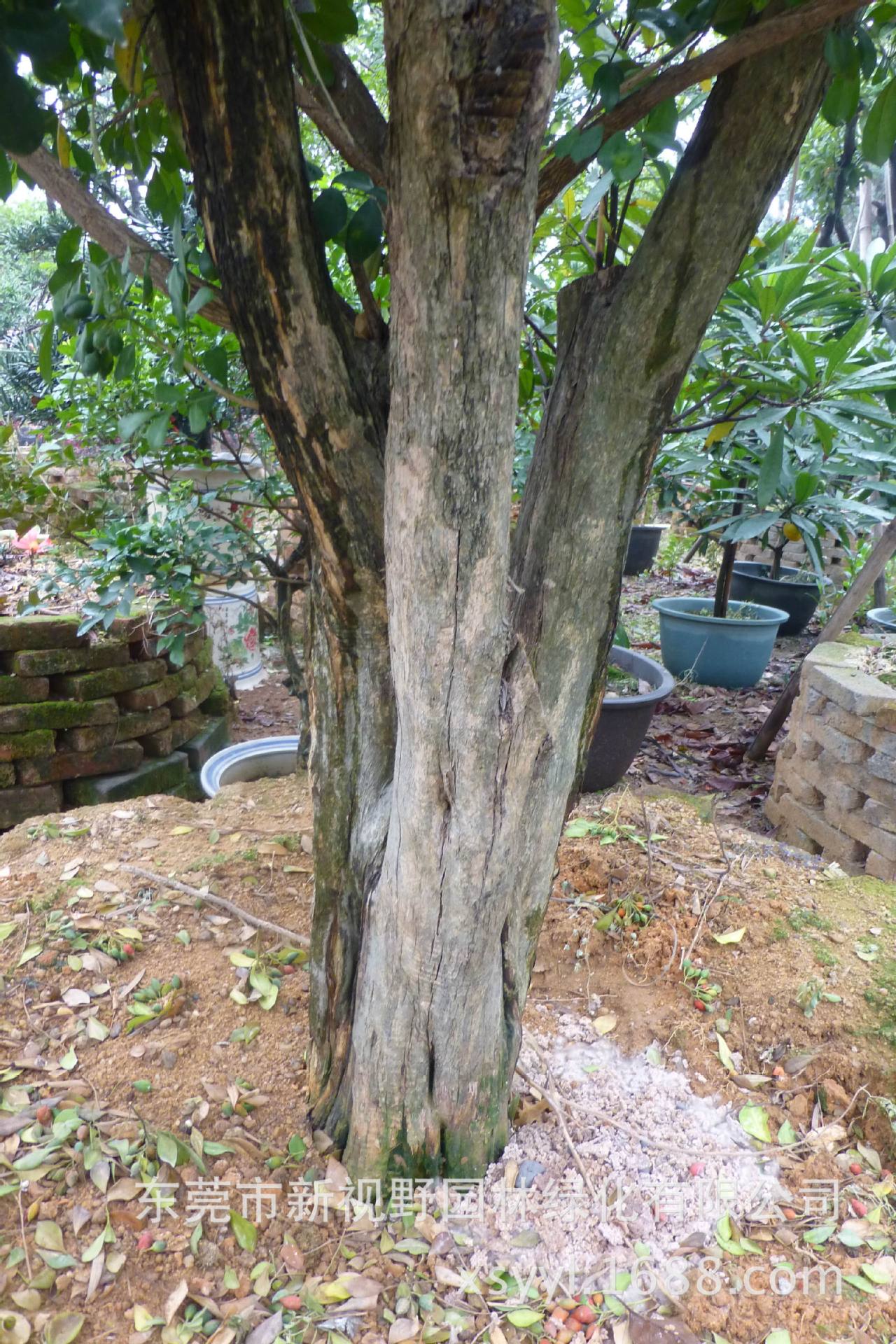 供应造型九里香 九里香树桩 九里香树头