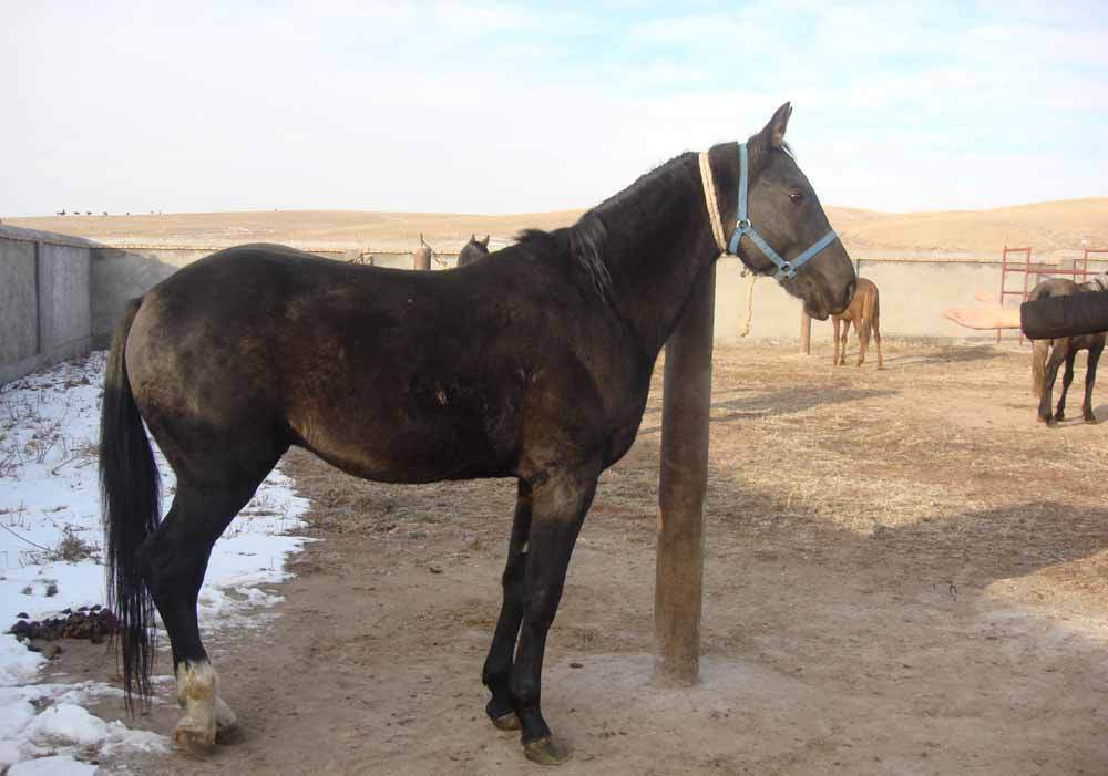 广州马价格伊犁马 乘骑马 赛马 汗血马 跑马 三河马 旅游马 矮马