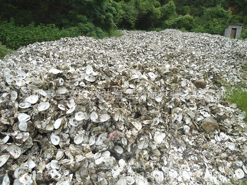 批发精选优质蚝壳 高效海水鱼池自然过滤材料 牡蛎壳/海螺贝壳