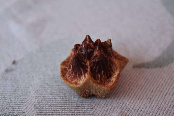 滴血莲花原籽 菩提子 野菠萝山菠萝整果通货 批发