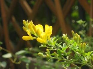 牧马豆(牧马豆草产地)