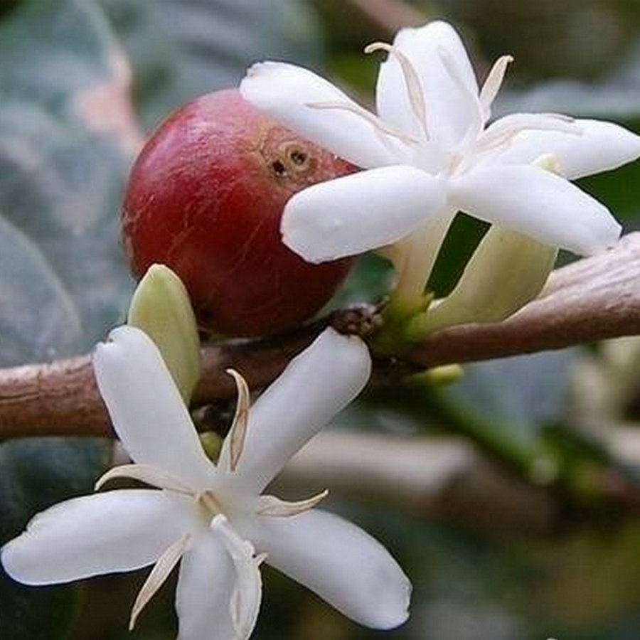 云南高海拔无霜山地生咖啡豆铁皮卡