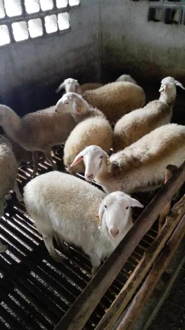 厂家直销供应优质小母羊 湖州众诚湖羊养殖专业合作社养殖小母羊