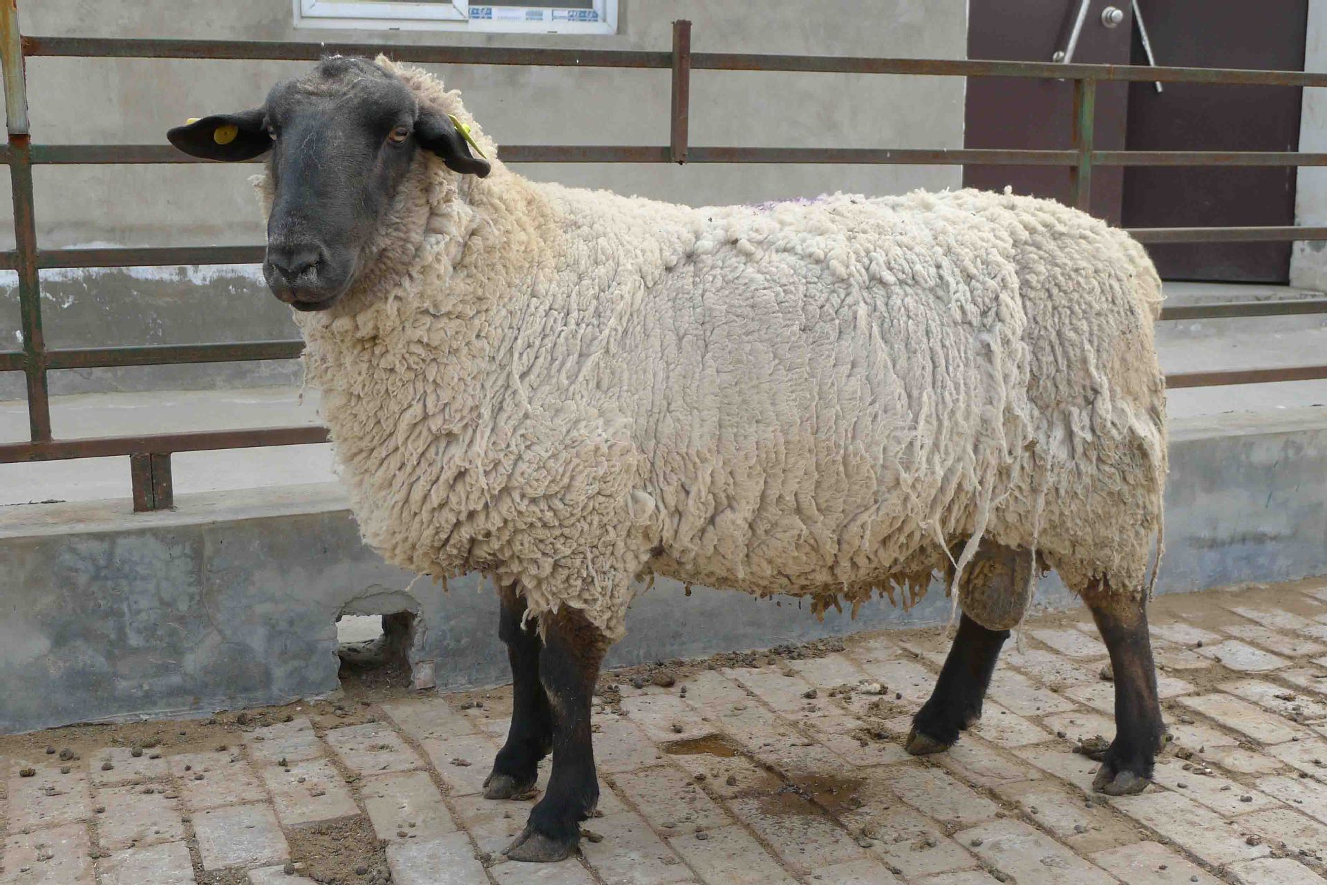 新疆萨福克羊图片