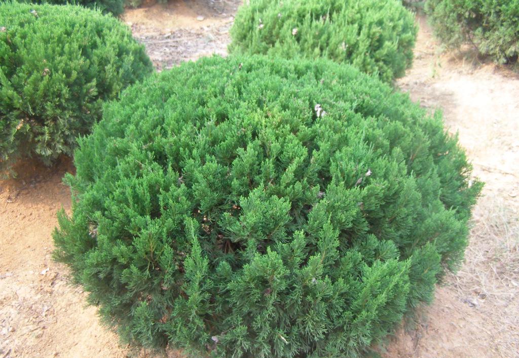 供应小龙柏 小龙柏球 各规格龙柏球 龙柏条 看货定苗 苗圃栽植等