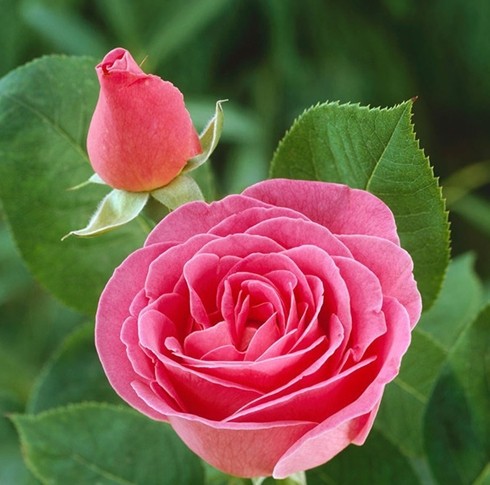 纯露批发 千叶玫瑰纯露