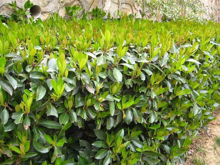 法国冬青法青园林绿化苗木批发