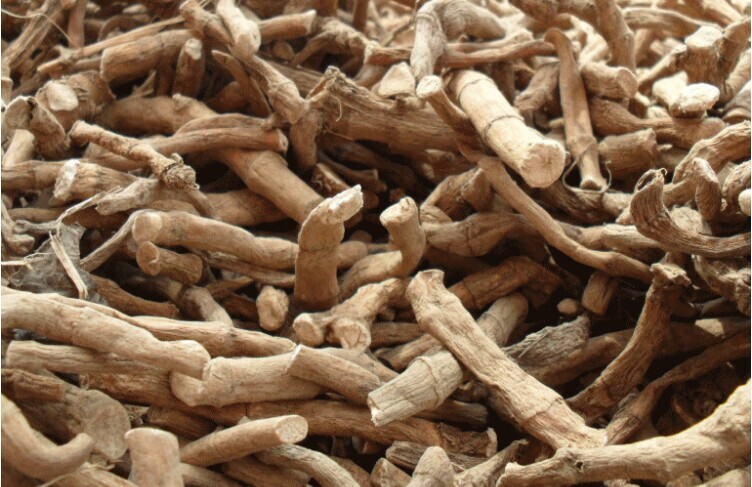 问心堂药业供应正品 三白草根 天性草根 百节藕