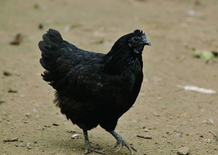 供应黑鸡