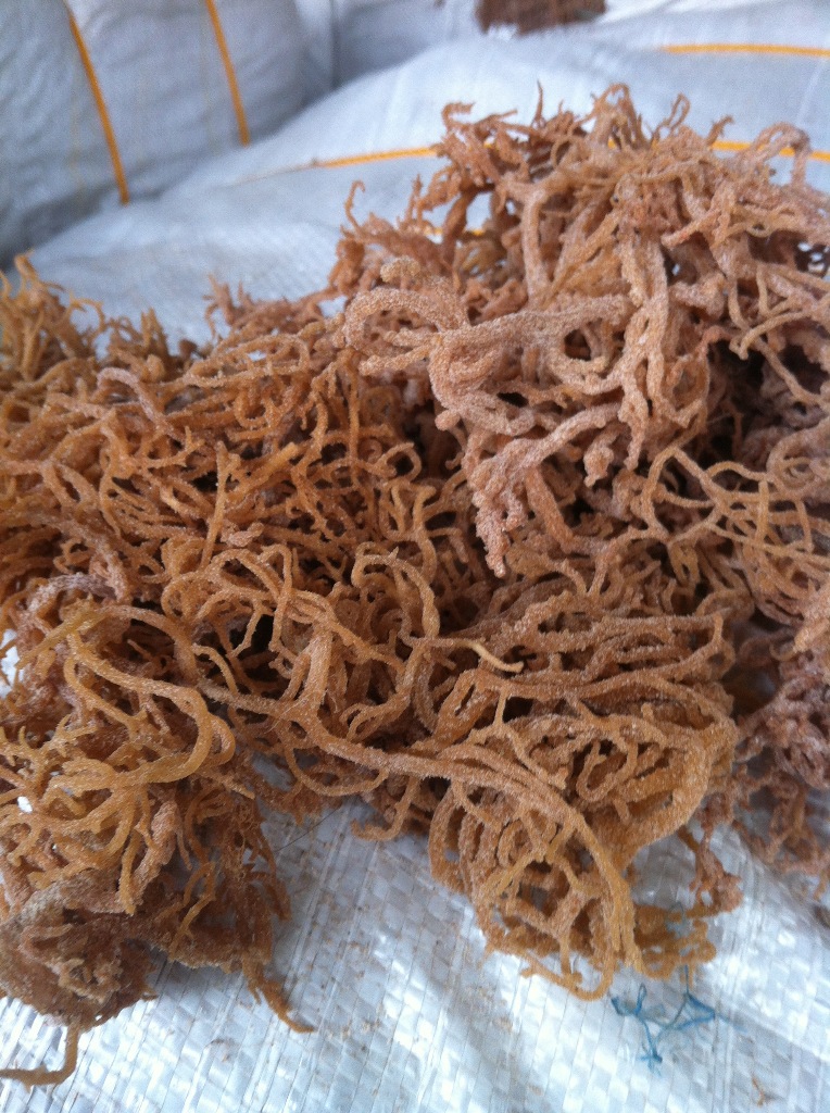 进口麒麟菜 优质麒麟菜 卡拉胶原料