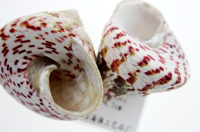 厂家直批 纯天然海螺贝壳批发 贝壳工艺品批发 收藏螺 红塔螺