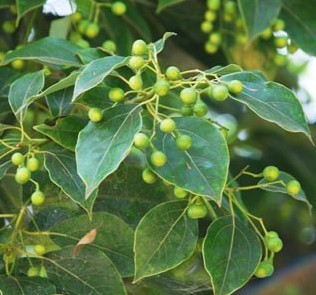 【主要成份】樟脑油主要含有樟脑,桉叶素,黄樟素,芳樟醇,萜烯等有效