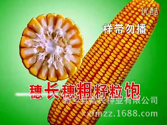 惠民191玉米种子图片图片