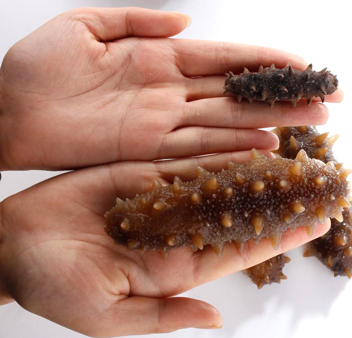 七夕中秋好礼品 自有海域厂家直销淡干海参干货批发海鲜野生刺参