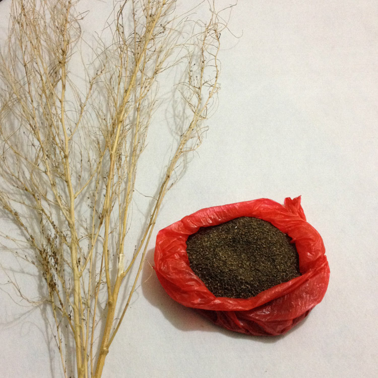 优质金丝草种子2014