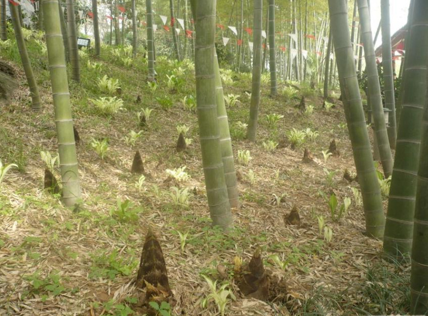 竹笋 春笋1kg 毛笋 餐饮酒店原料菜 无防腐剂脆嫩爽口