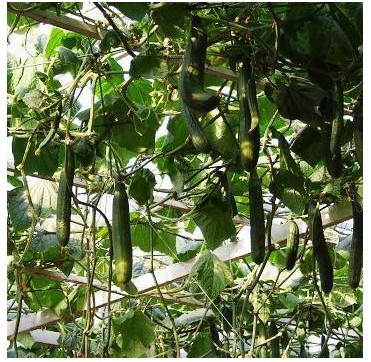 荷兰引进 水果黄瓜 抱财tk-8017水果黄瓜种子 42天 1粒