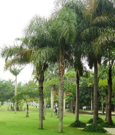 皇后葵 高端大气上档次 庭园景观必备