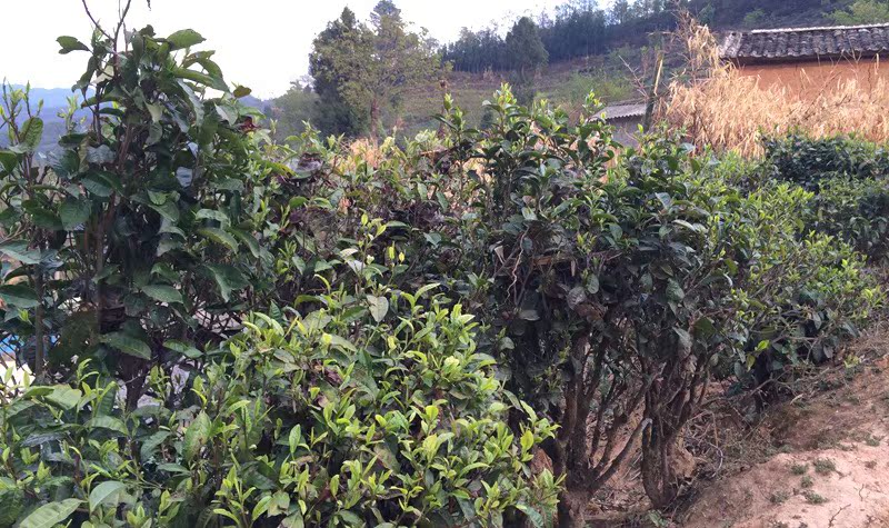 茶叶云南凤庆滇红茶2014年纯正野生红茶500g凤庆野生红古树茶批发