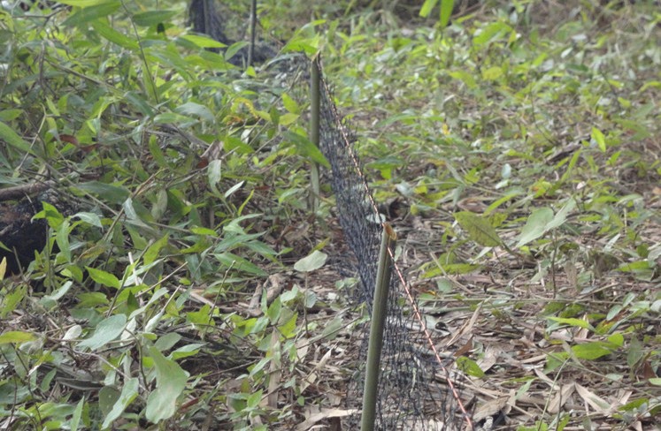 捕蛇网 抓蛇网10张包邮 送蛇袋 量大优惠 抓蛇 驱蛇网