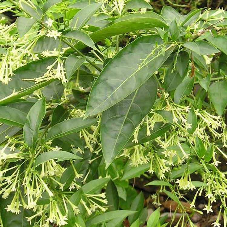 【出售】夜来香种子 月见草 香待宵草 月下香