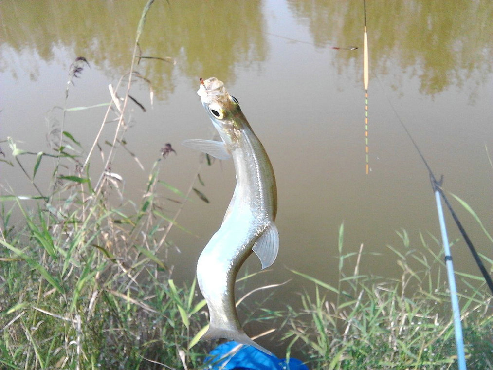 【圖】翹嘴魚批發 翹嘴白魚 大量優質翹嘴大白魚 肉