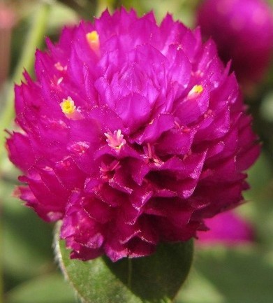 基地直销 时令宿根草花 千日红 品种繁多 南昌直供图片_12