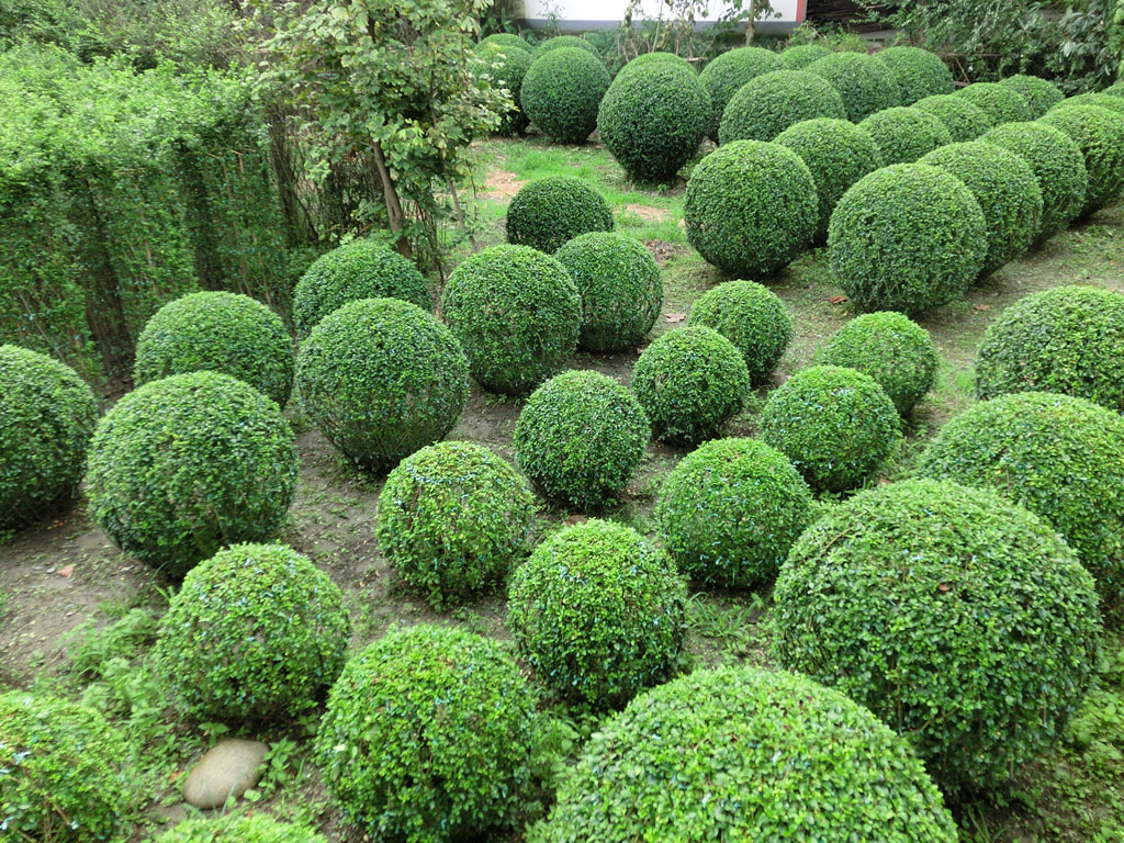 小叶女贞球 小叶女贞 北方小叶女贞球