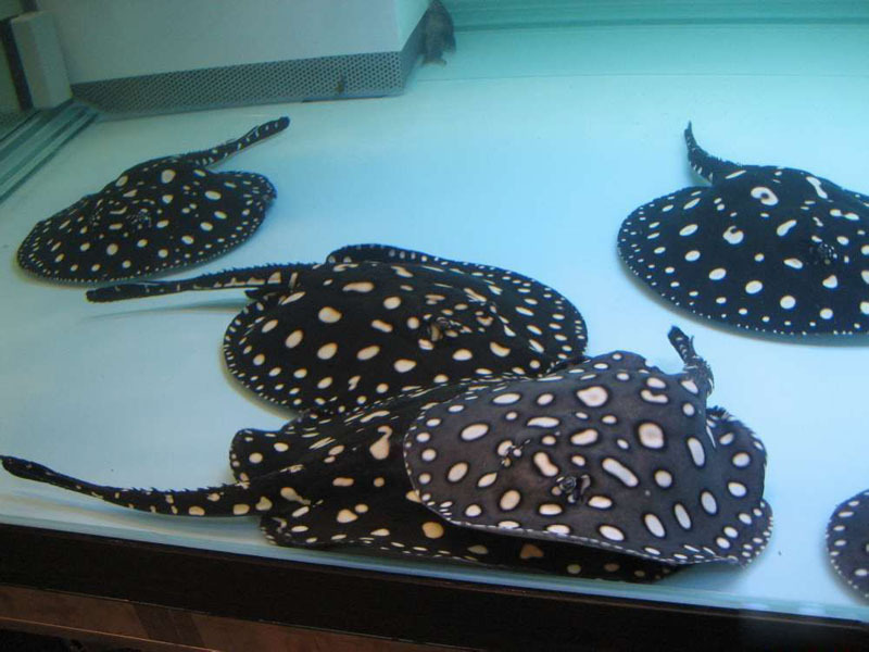 2014年 珍珠魟鱼 黑白魟鱼 批发5
