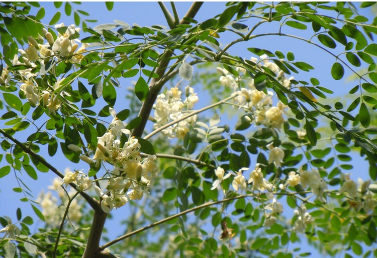 辣木籽植物图图片