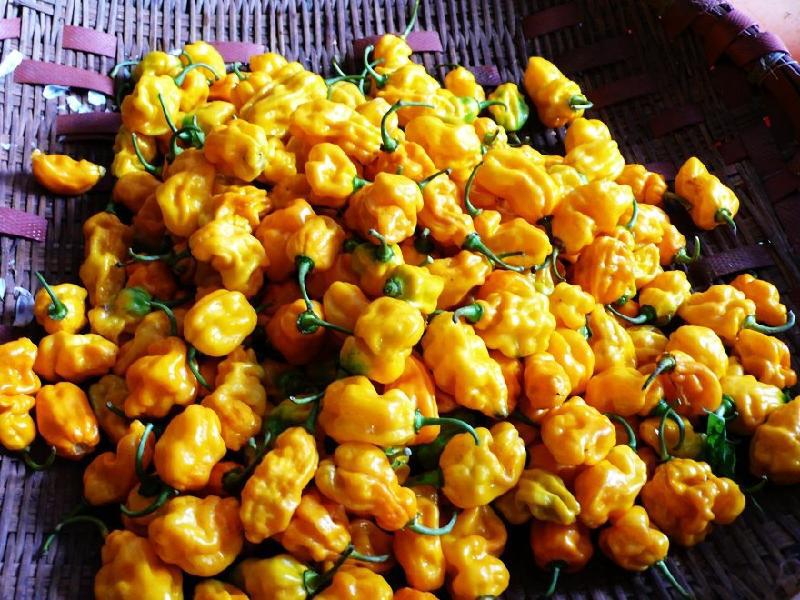 海南高辣度黄灯笼辣椒酱