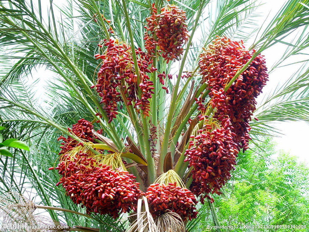 热卖正宗迪拜进口 emiratesdates 酋长椰枣 250g*20包一件