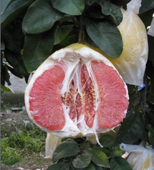 津优果福建平和红心蜜柚红心柚1斤甜柚子新鲜水果10斤起批